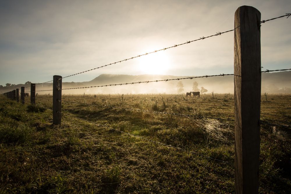 Barbed Wire Fence in a Field, Morning Fog, Sun Shining — Kellie O'Malley Conveyancing In Mid North Coast, NSW