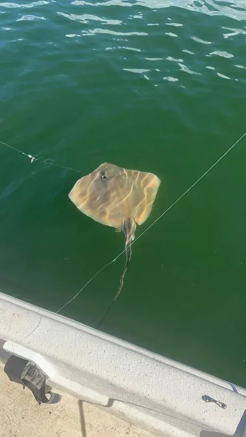 A ray swimming in green water, connected to a boat by a fishing line.