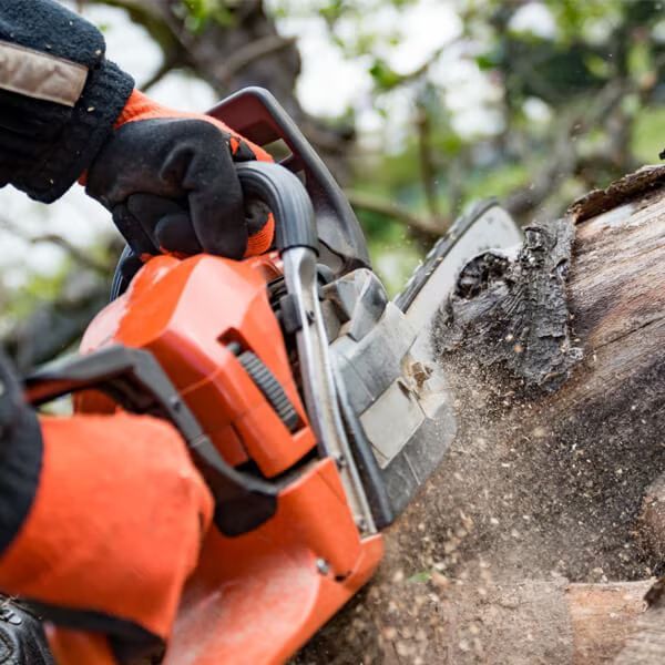 A Person is Cutting a Tree With a Chainsaw — Mackay Kawasaki in North Mackay, QLD