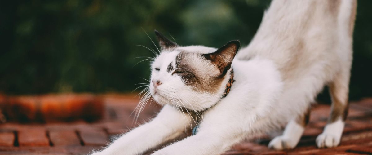 What your Cat body language tells you