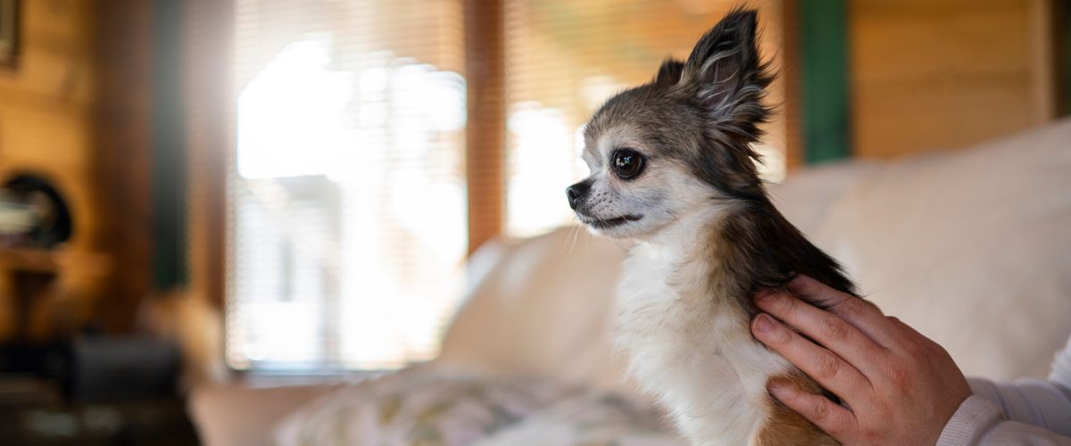 Remembering our pets