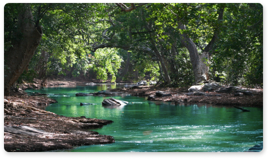 Aquamation Services at Heavenly Paws