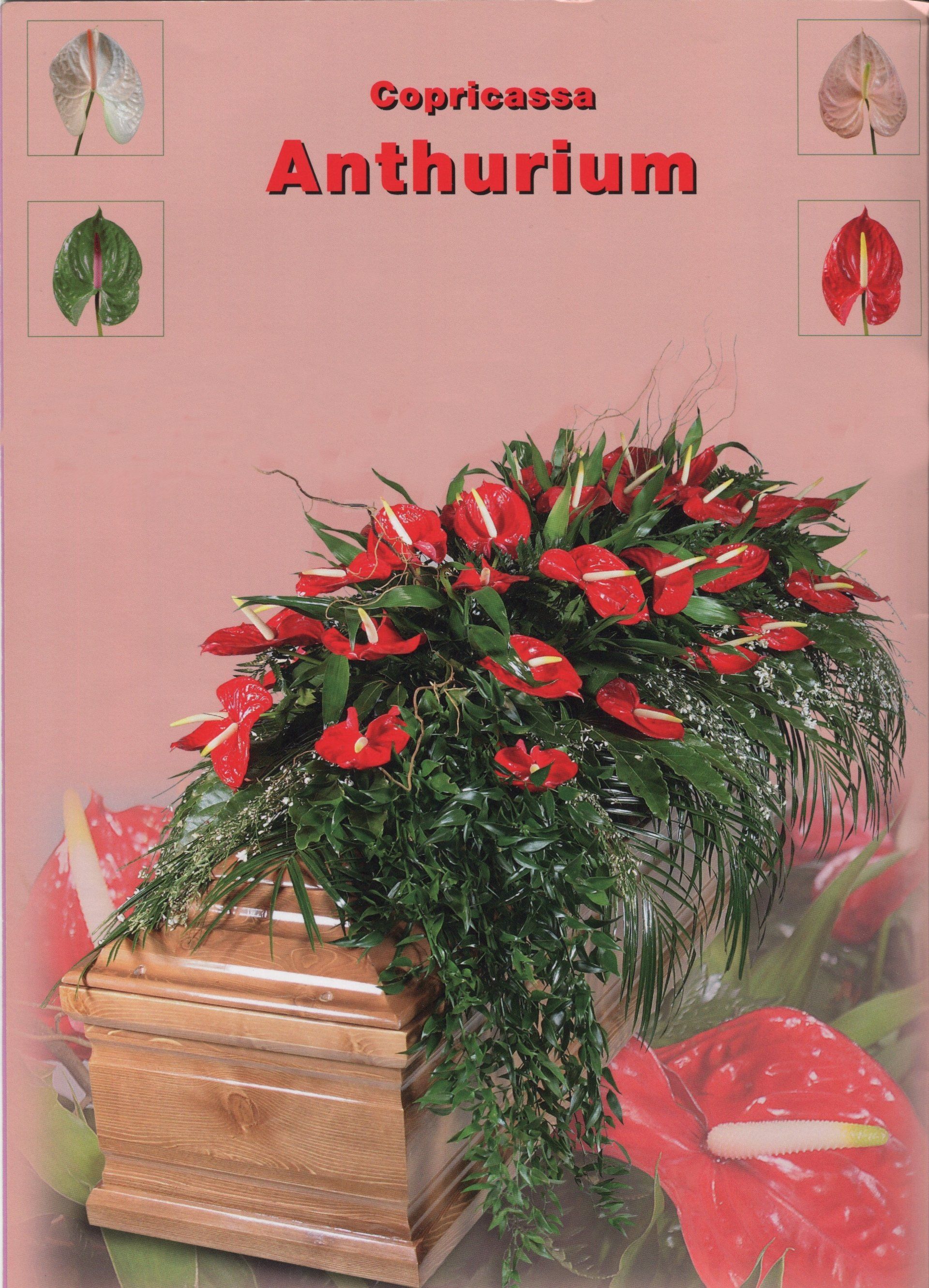 copricassa anthurium