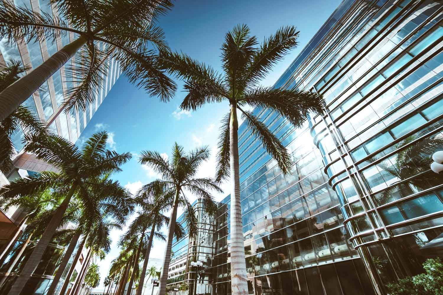 Looking up at palm trees in front of a tall building.