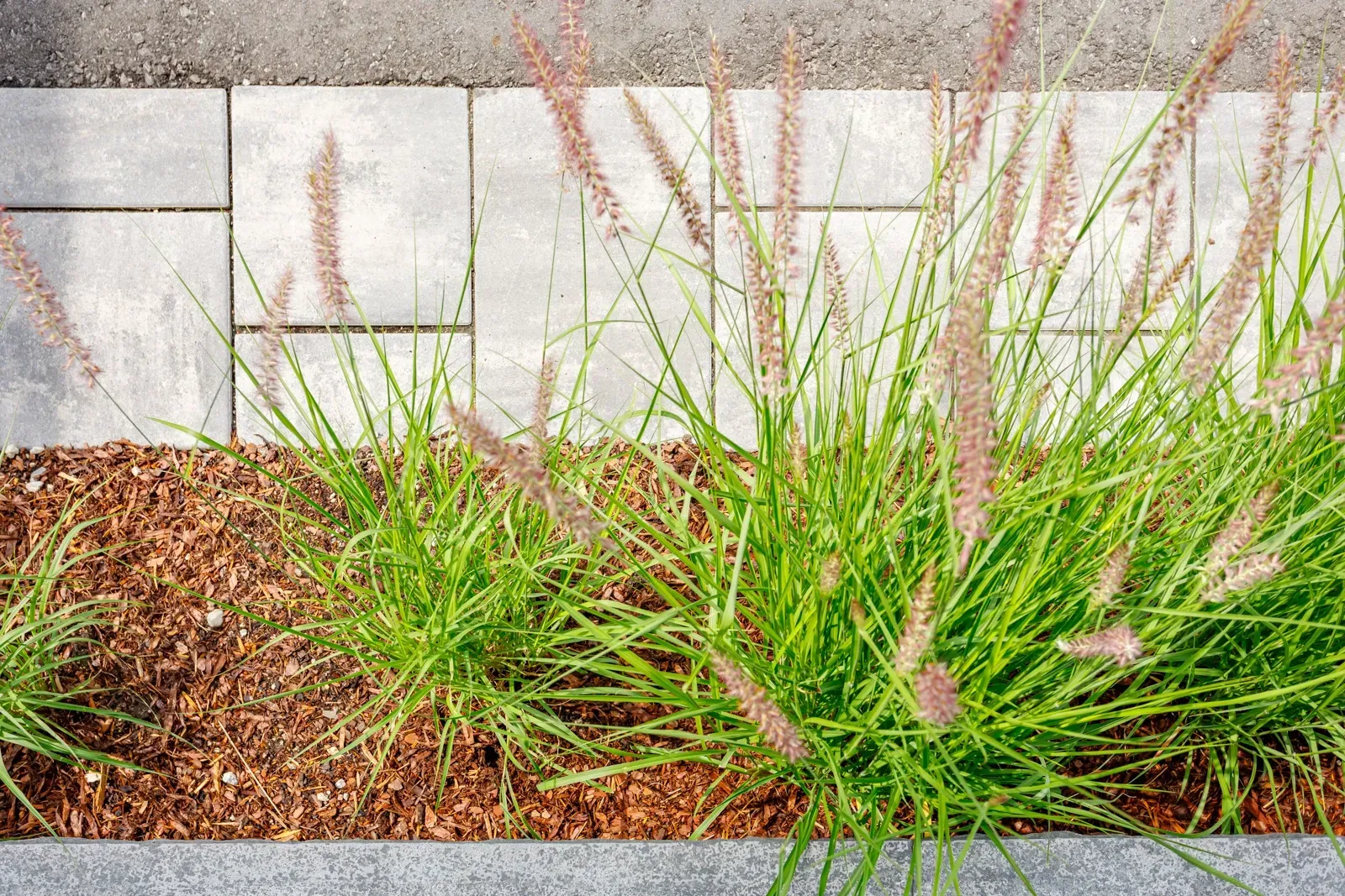 A planter filled with grass and mulch next to a sidewalk.
