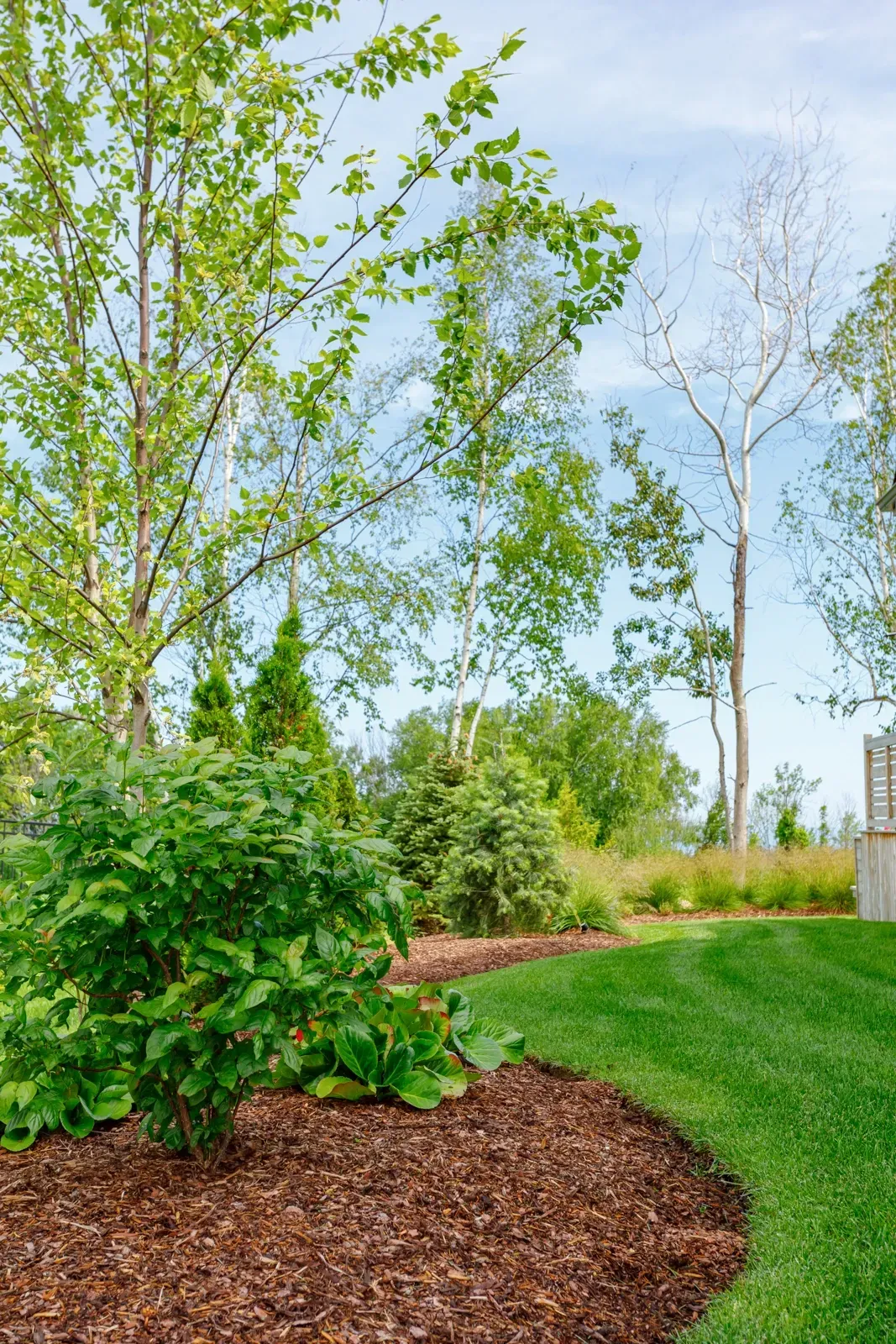 A lush green lawn with trees and mulch in the foreground and a fence in the background.