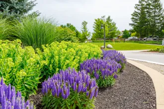 A garden with purple flowers and green plants next to a road.