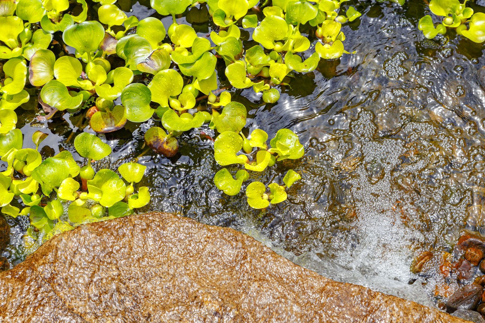 A close up of a pond with plants and rocks in it.