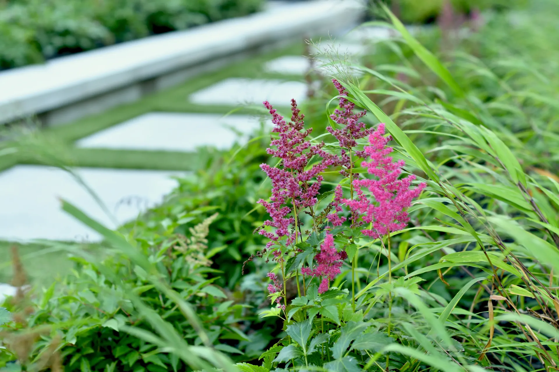 A pink flower is growing in a garden next to a path.