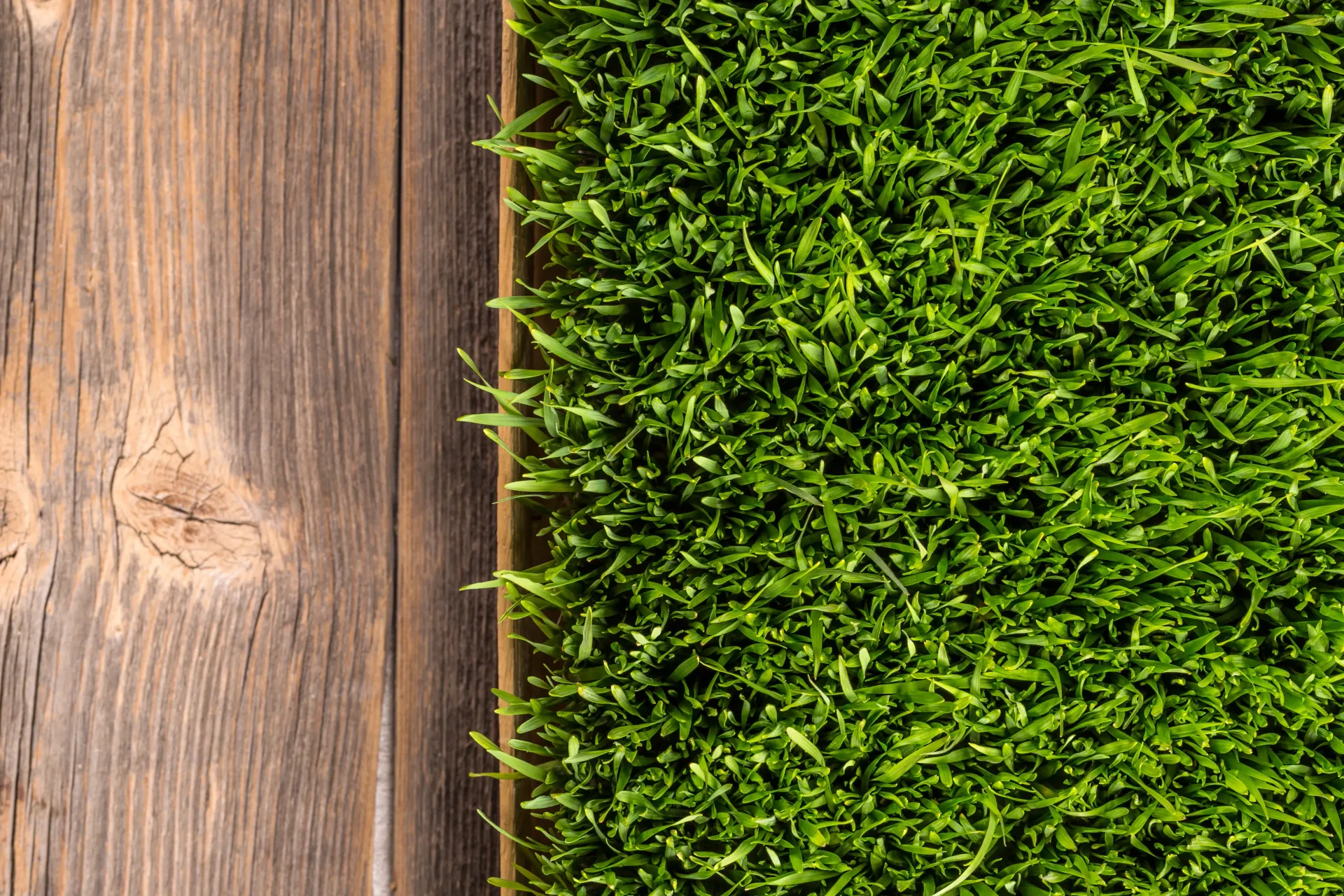 A piece of green grass is sitting on a wooden table.