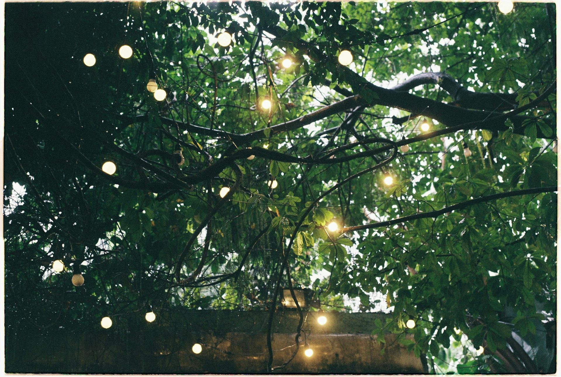 Looking up at a tree with lights hanging from it