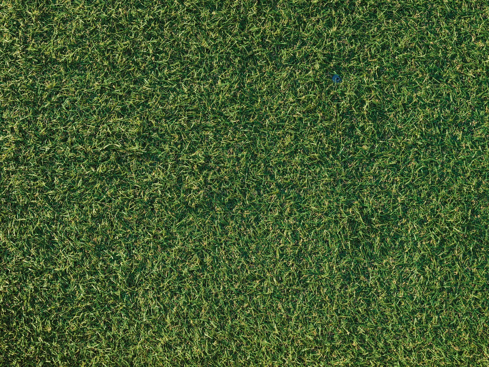 A close up of a green carpet texture.