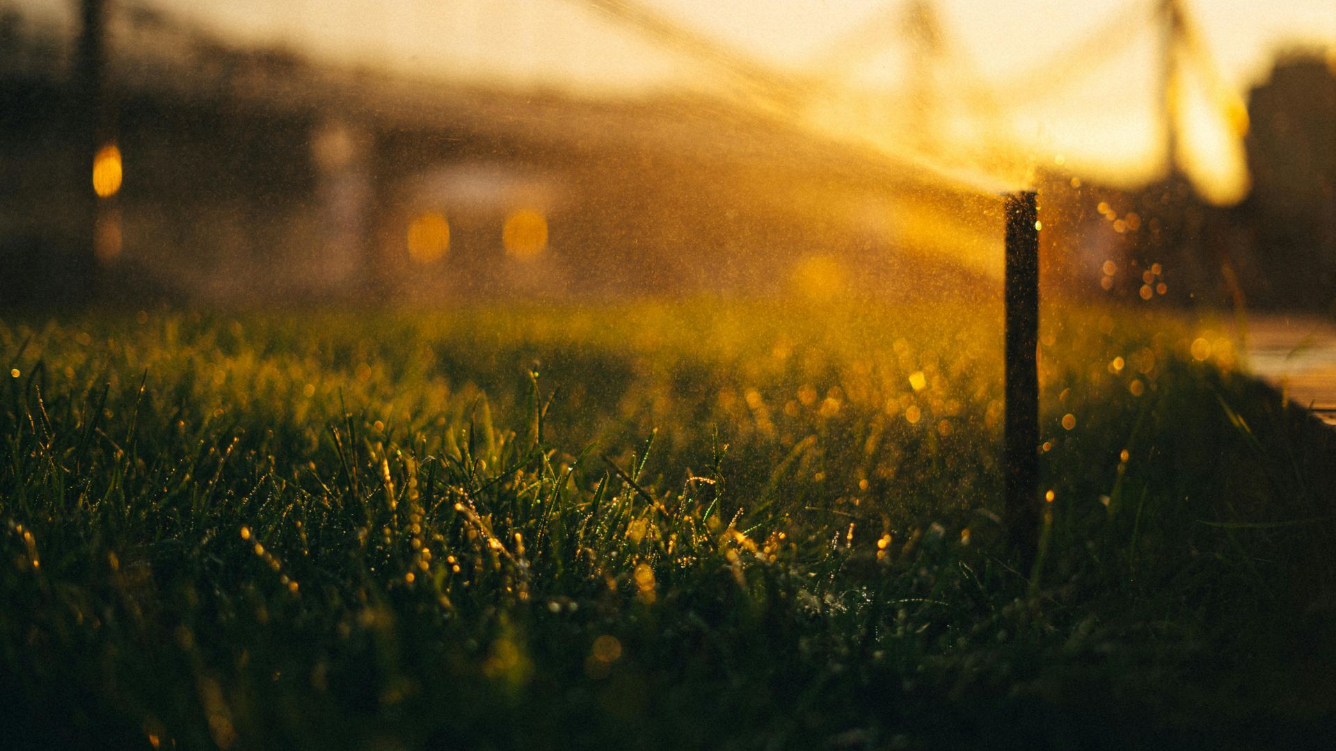 A sprinkler is spraying water on a lush green lawn at sunset.