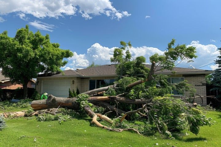 Large fallen tree limbs on a green lawn in front of a house under a blue sky