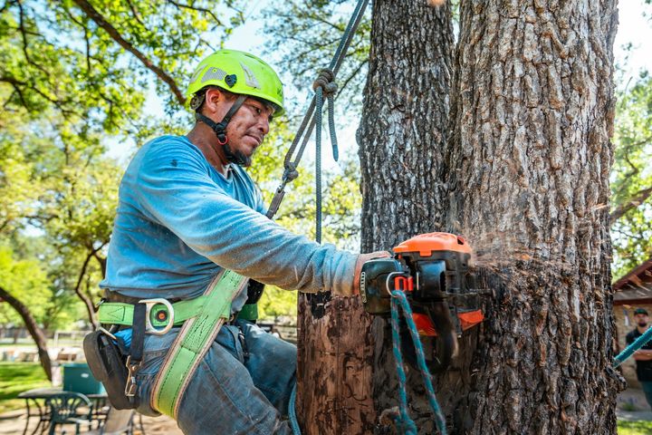 Tree worker in blue shirt and green helmet using a chainsaw to cut a large trunk outdoors