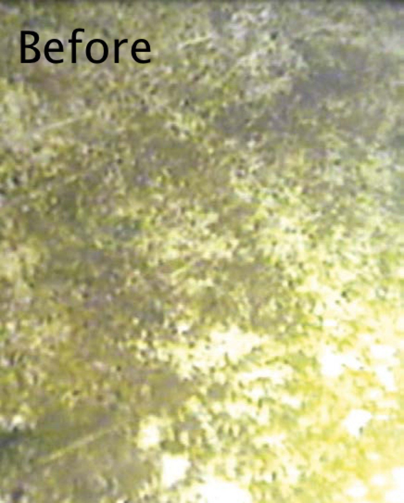 Overhead view of a surface covered in light green and yellow specks.