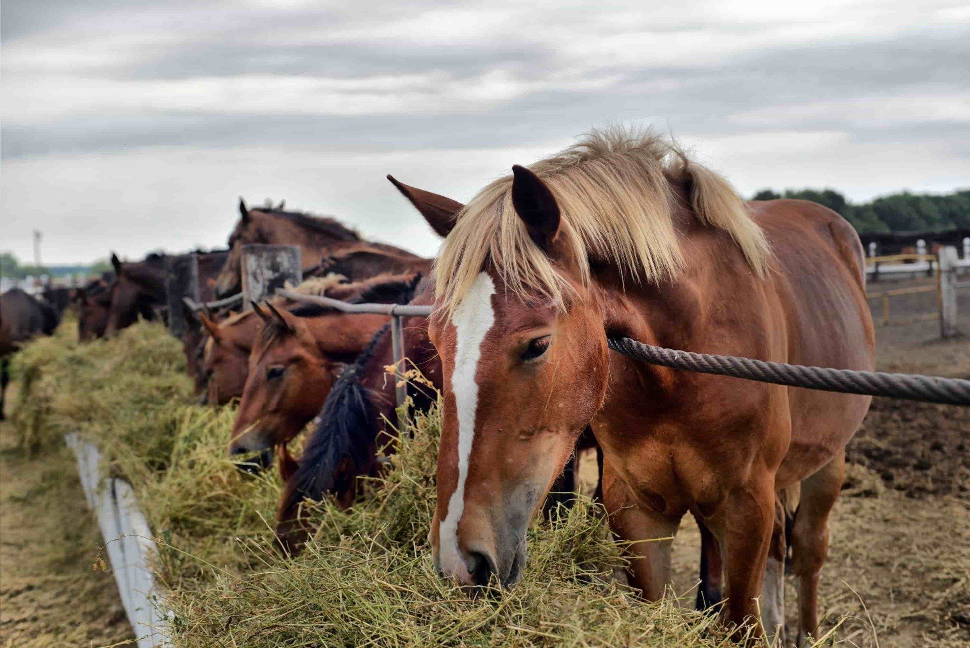 Farrier Services Sunshine Coast Farrier Services