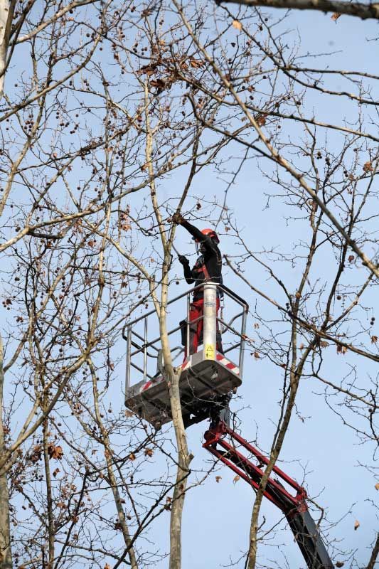 Potatura a tutta cima con tagli di ritorno di 20 esemplari di platanus