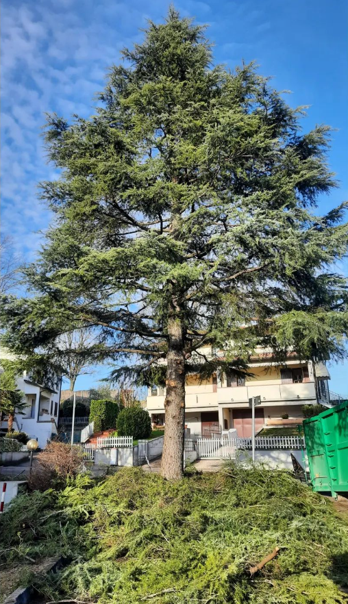 potatura alberi a reggio emilia