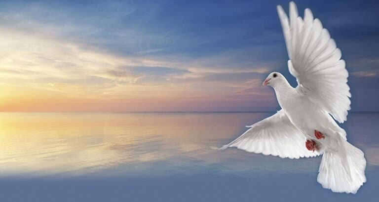 SERVICIOS FUNERARIOS SAN JOSÉ