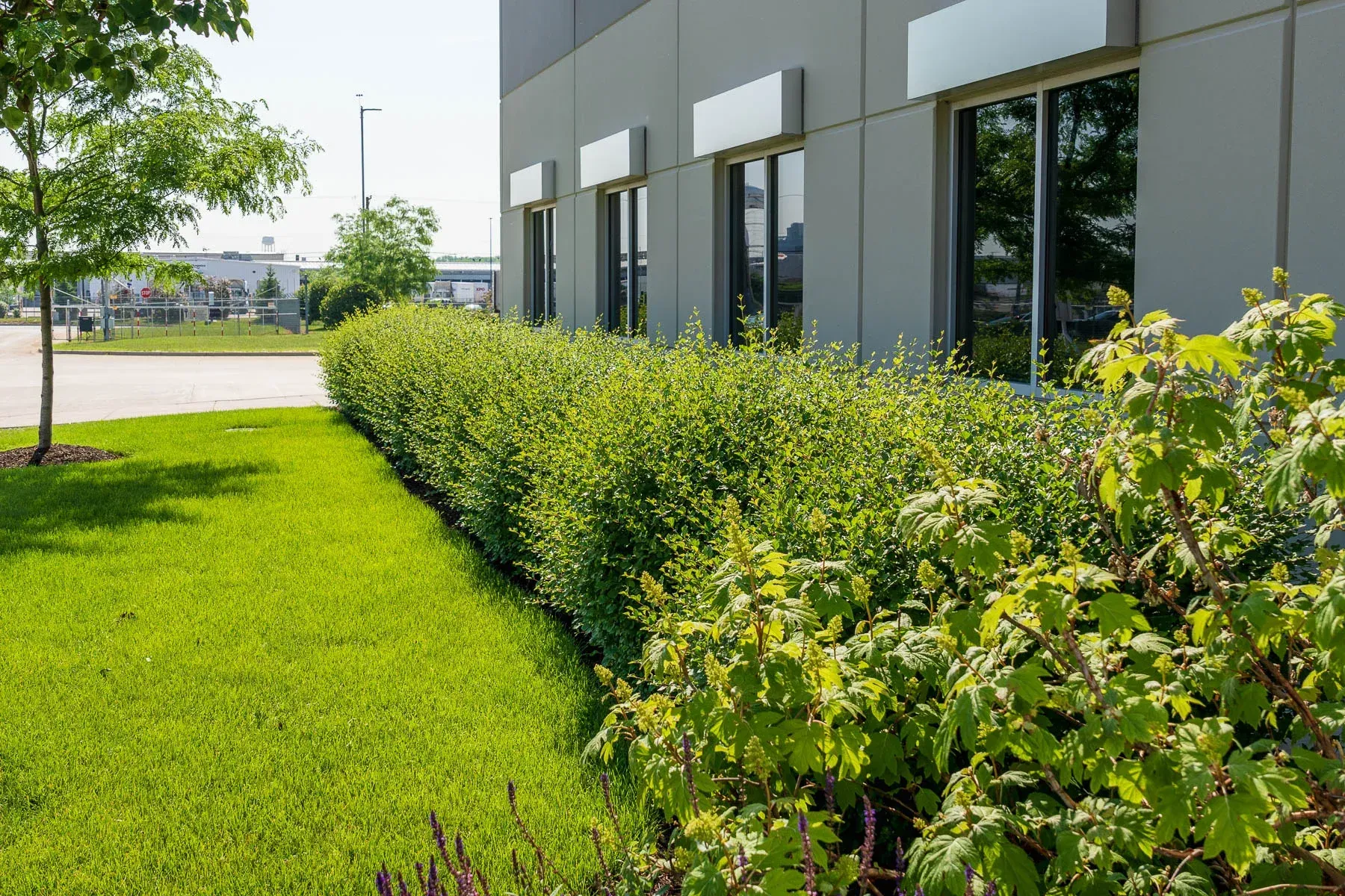 Green lawn and shrubs bordering a gray building with large windows.