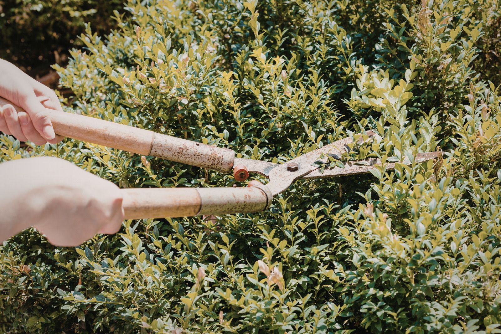 Person trimming a green bush with long-handled shears outdoors on a sunny day.