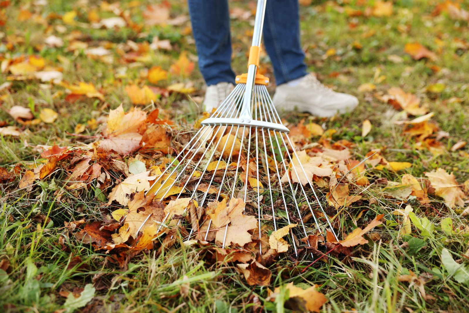 Person raking fallen autumn leaves on grass with a metal rake.