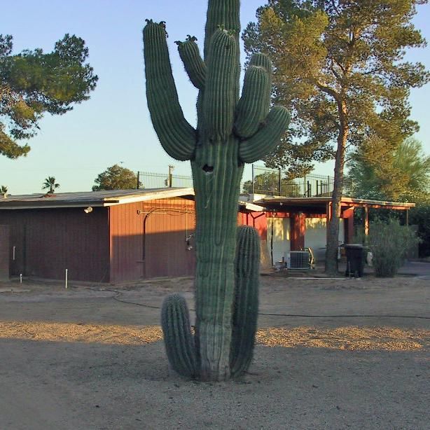 A large cactus is in front of a house