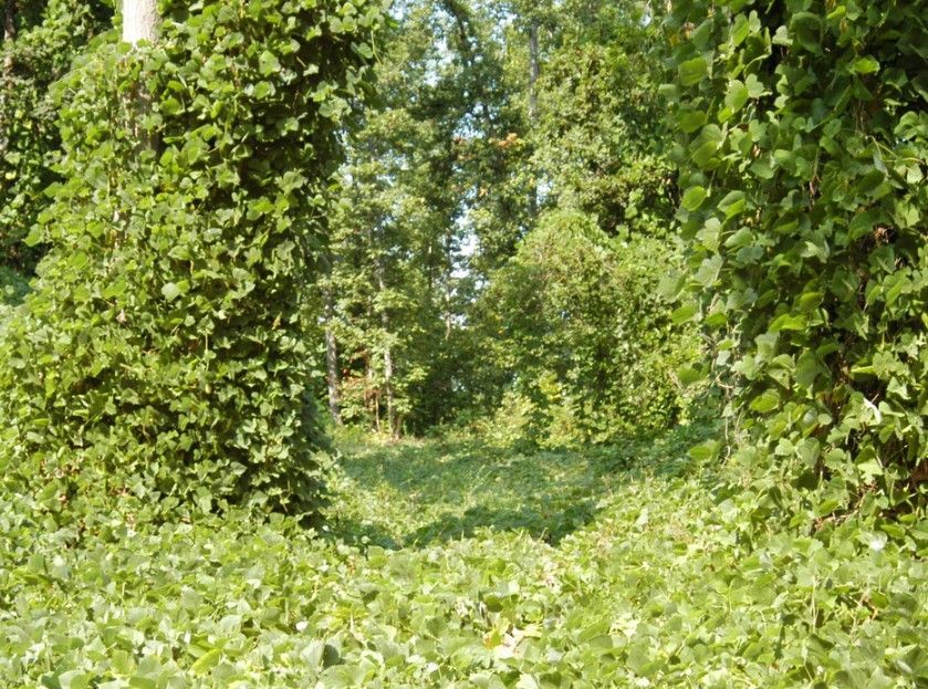 Dawsonville Brush Removal