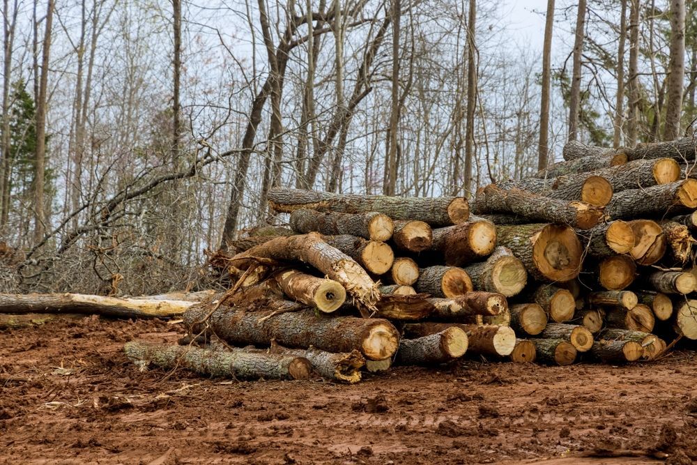 Guide to Forestry Mulching