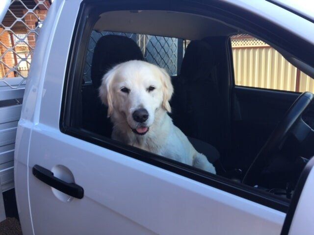Dog on Vehicle — Fencing in Port Macquarie, NSW