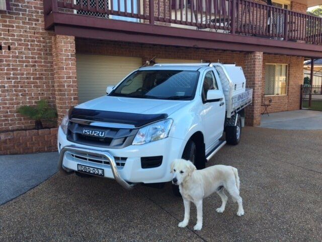 Vehicle with Dog — Fencing in Port Macquarie, NSW