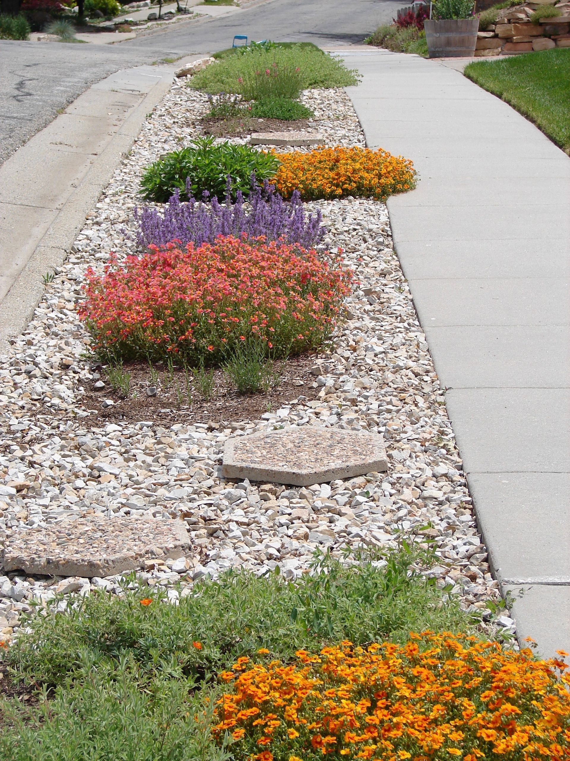 beautiful xeriscape on the road