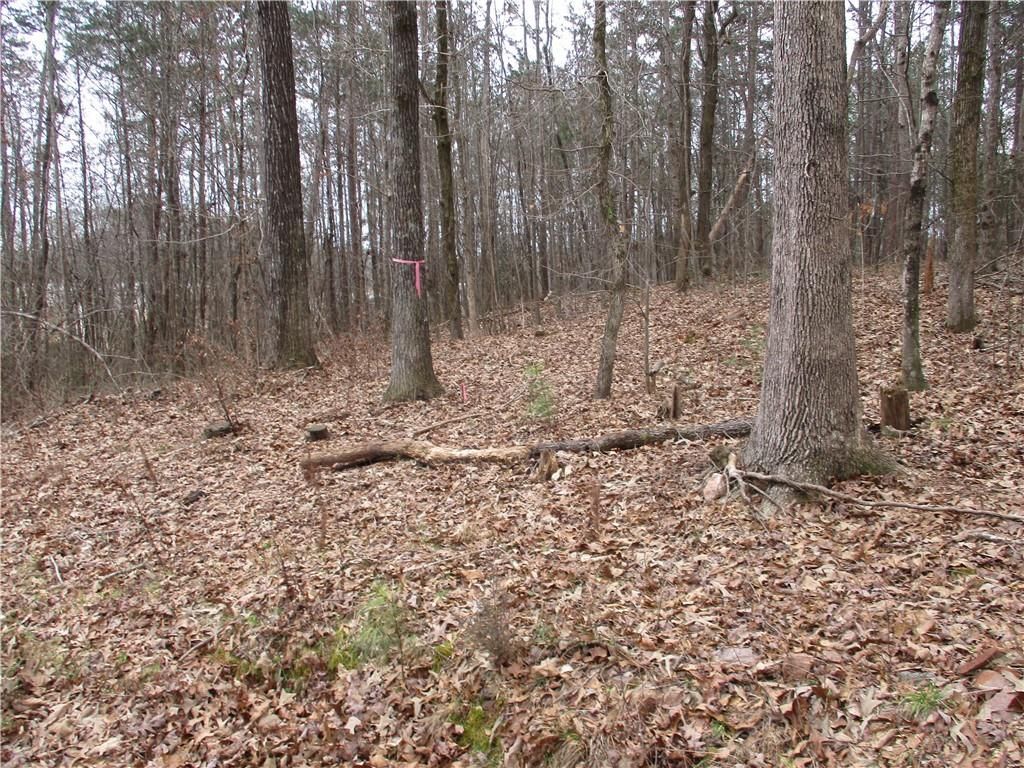 A forest with trees and leaves on the ground