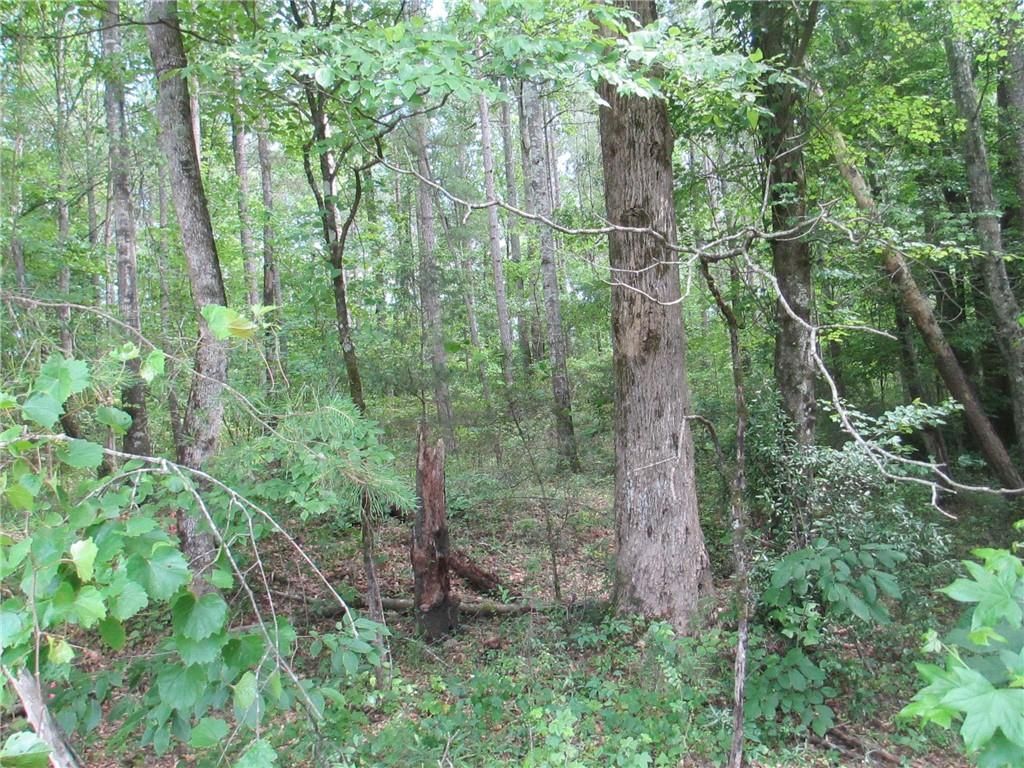 A forest filled with lots of trees and leaves