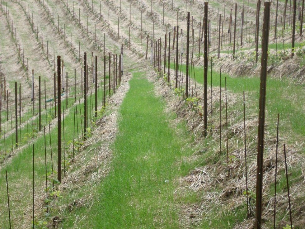 Riqualificazione campo