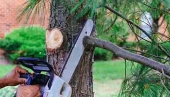 Cutting a Fallen Tree - Tree Service contractor in Santa Rosa, CA