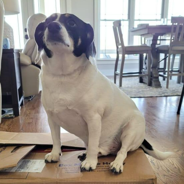 A black and white dog is sitting on a cardboard box