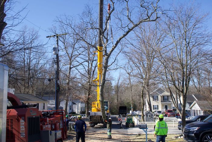 An image of professional arborist services in Upper Marlboro, MD