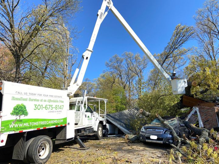 An image of emergency tree removal services in Upper Marlboro, MD