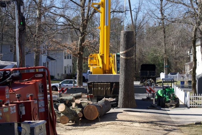 An image of tree removal services in Upper Marlboro, MD