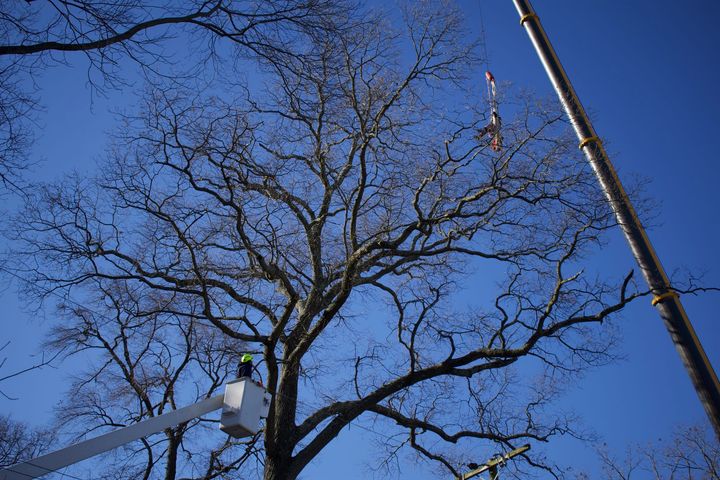 An image of tree trimming and cutting services Upper Marlboro, MD