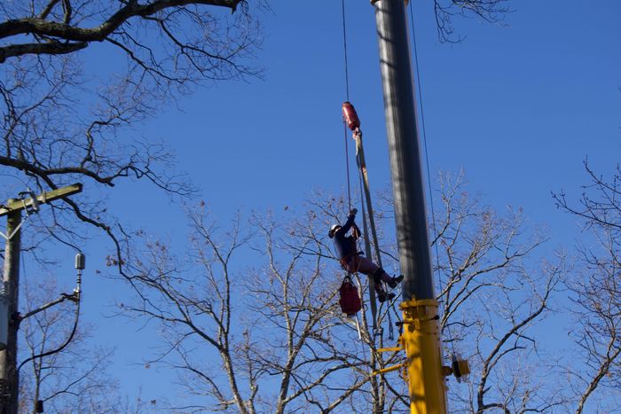 An image of Tree Service in Upper Marlboro MD and beyond