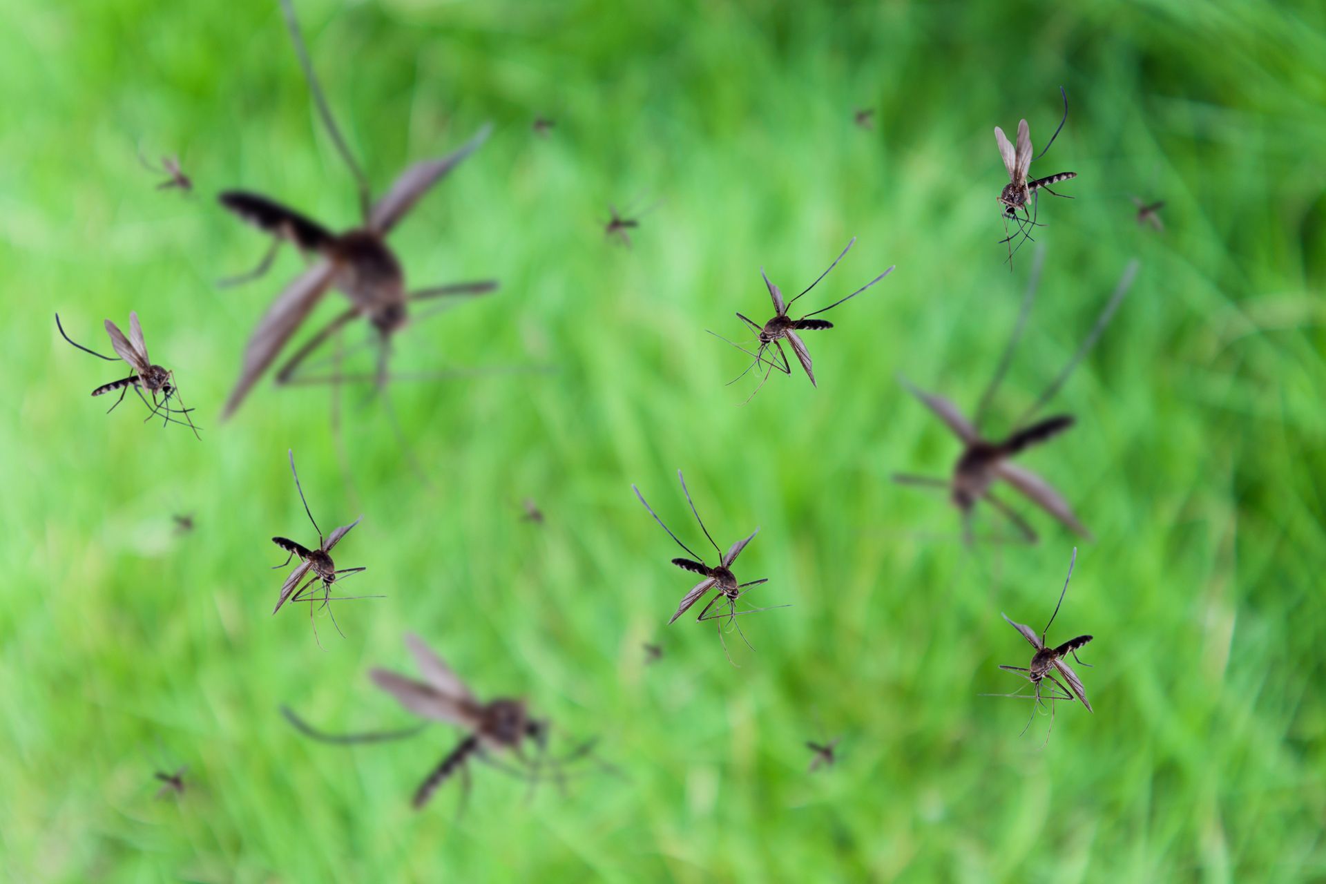 Mosquitoes swarm over green grass