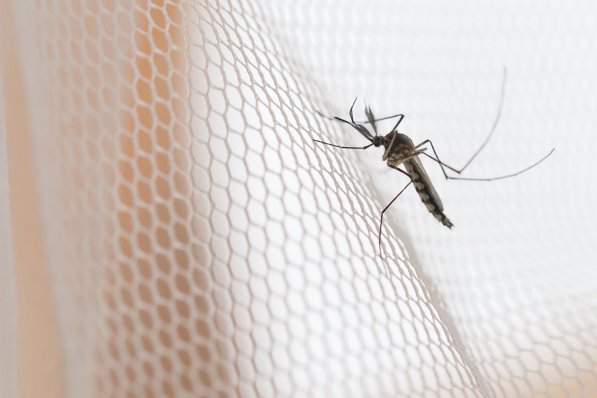 Mosquito clinging to white netting