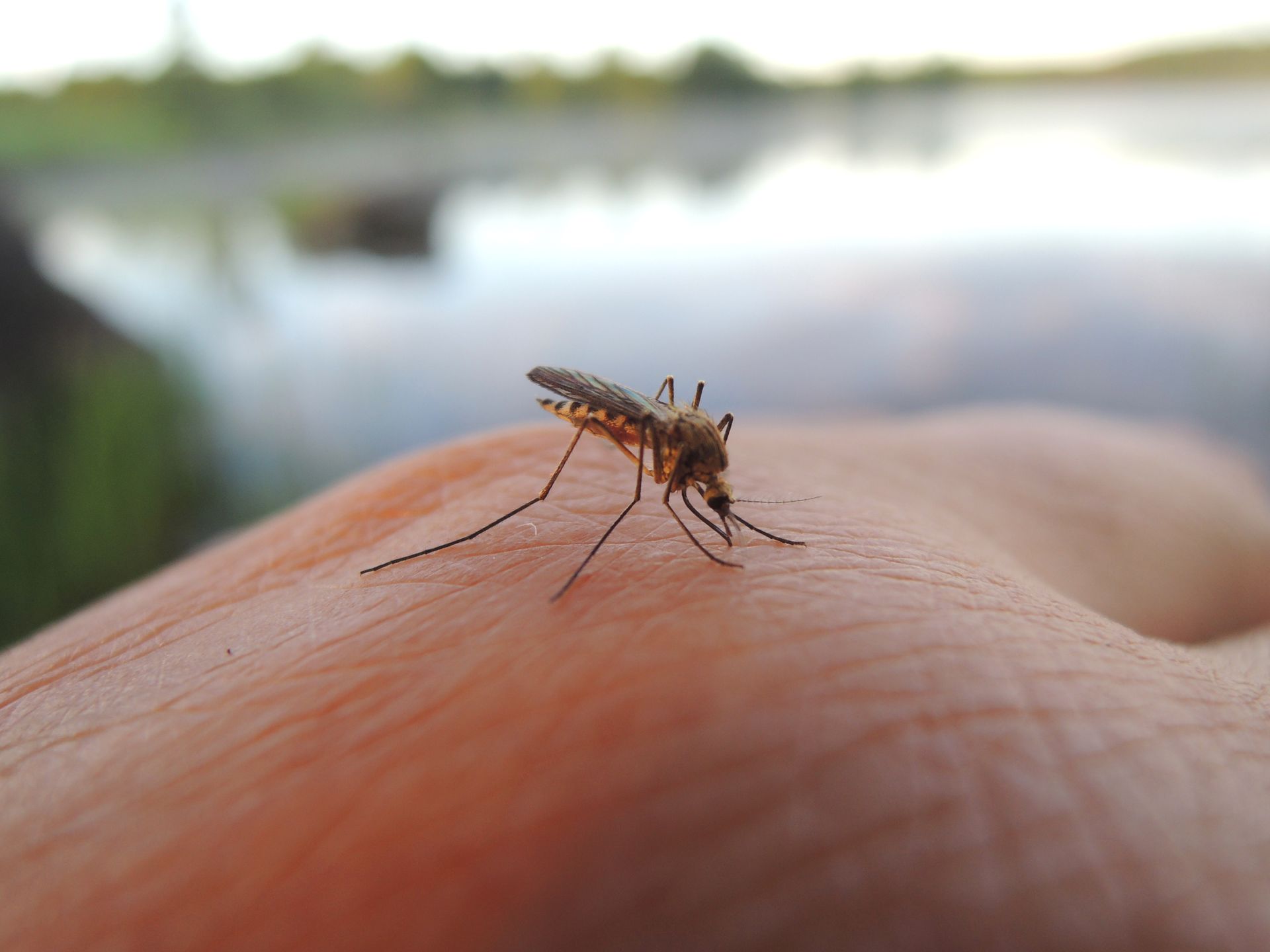 Mosquito on a human hand