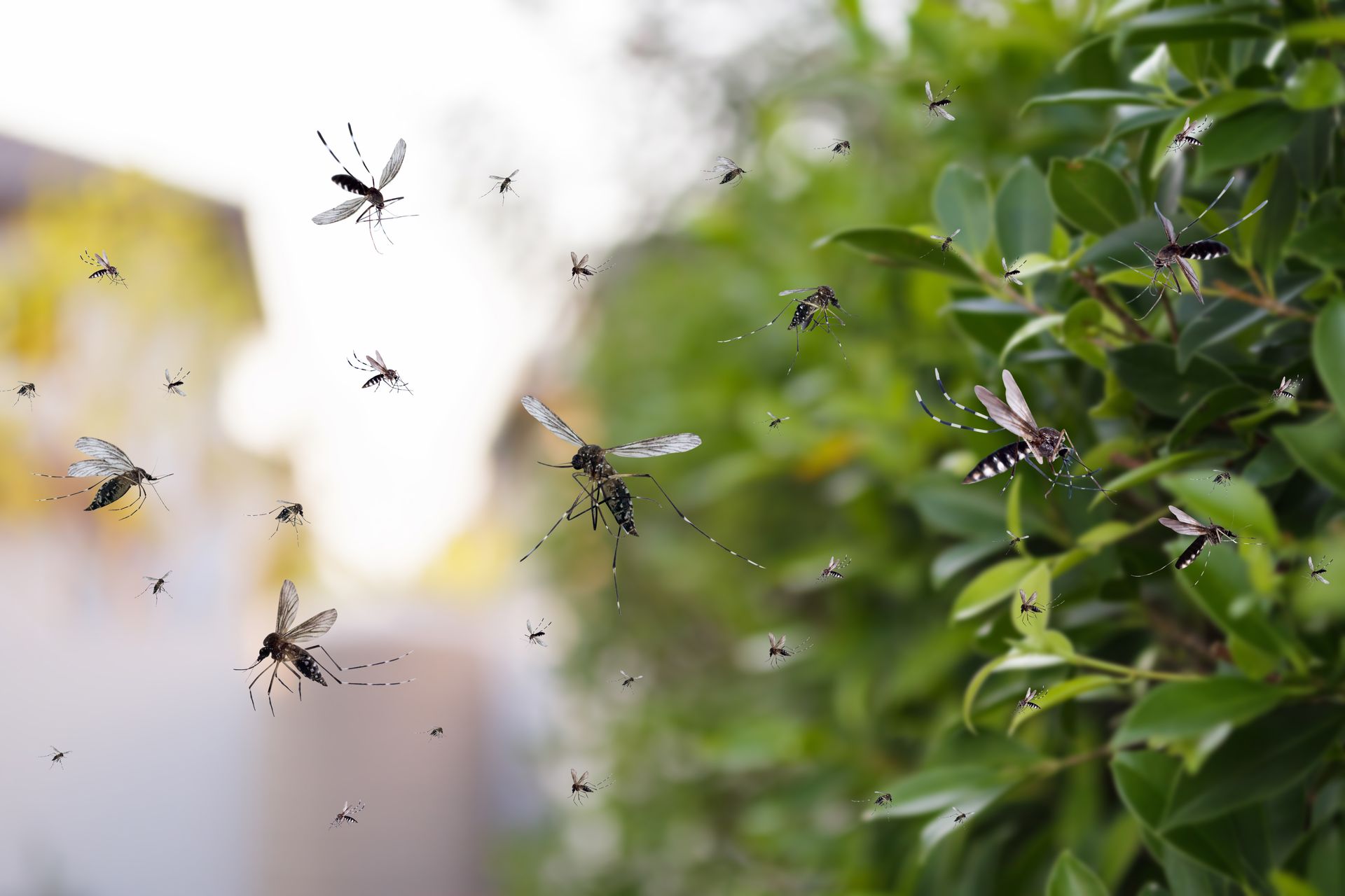Mosquitoes swarm near green leafy bushes