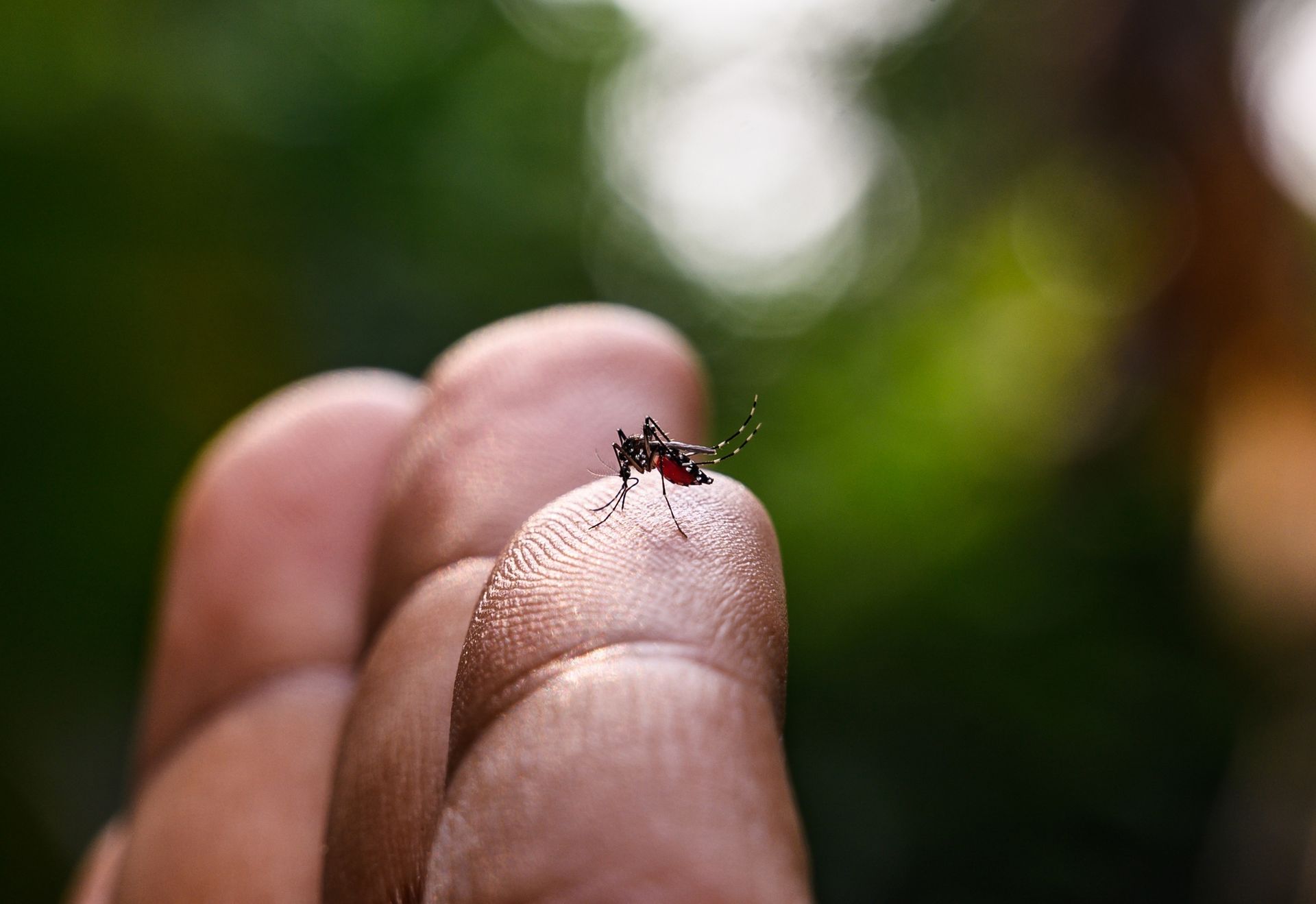 Mosquito on a fingertip