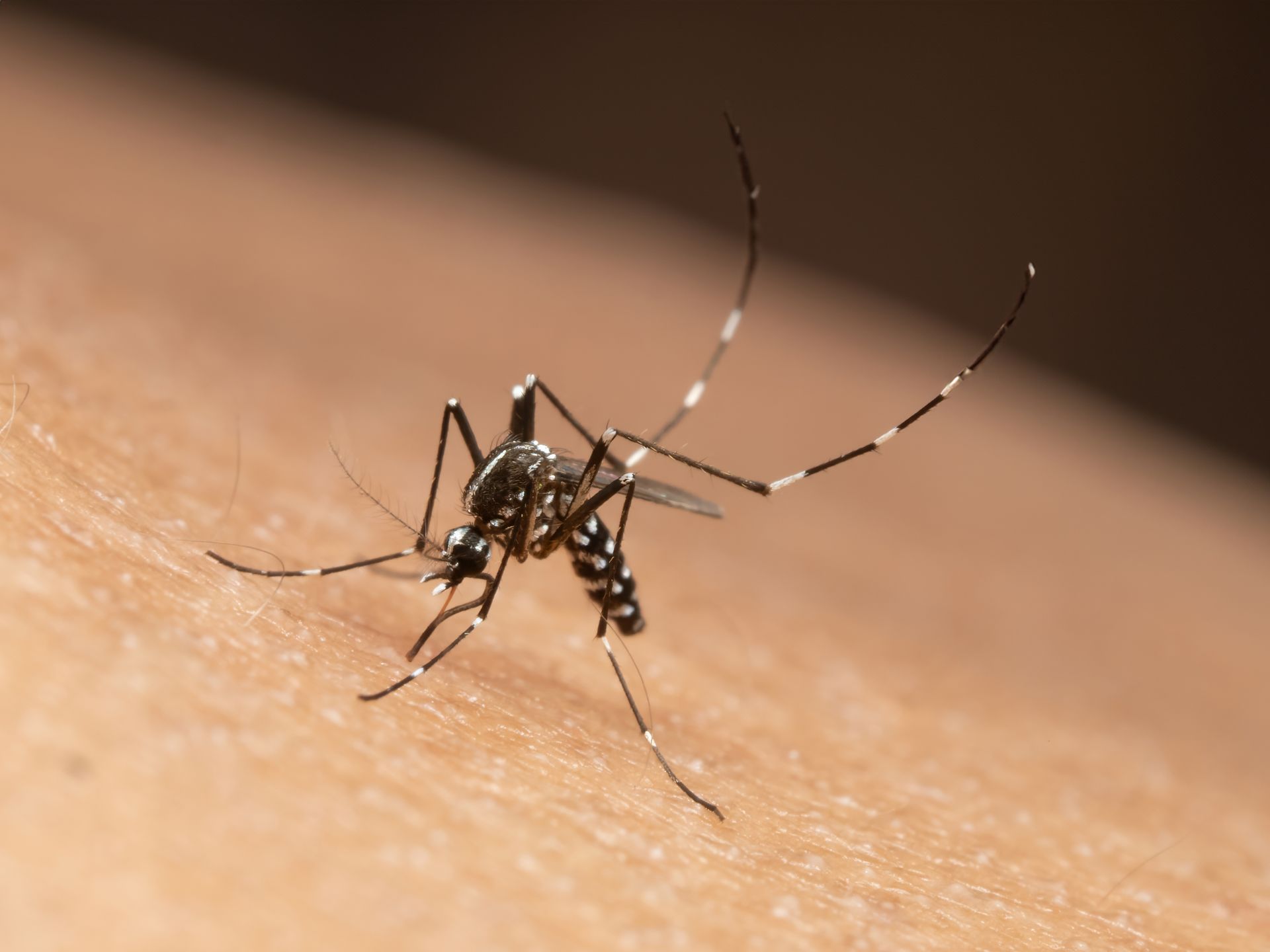 A mosquito on human skin