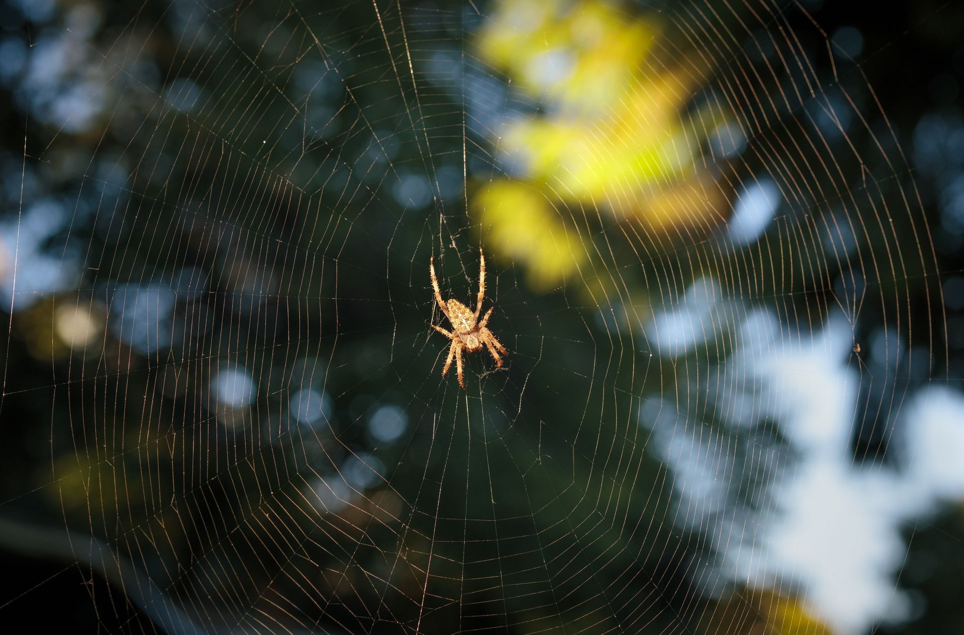Spider in the center of a web